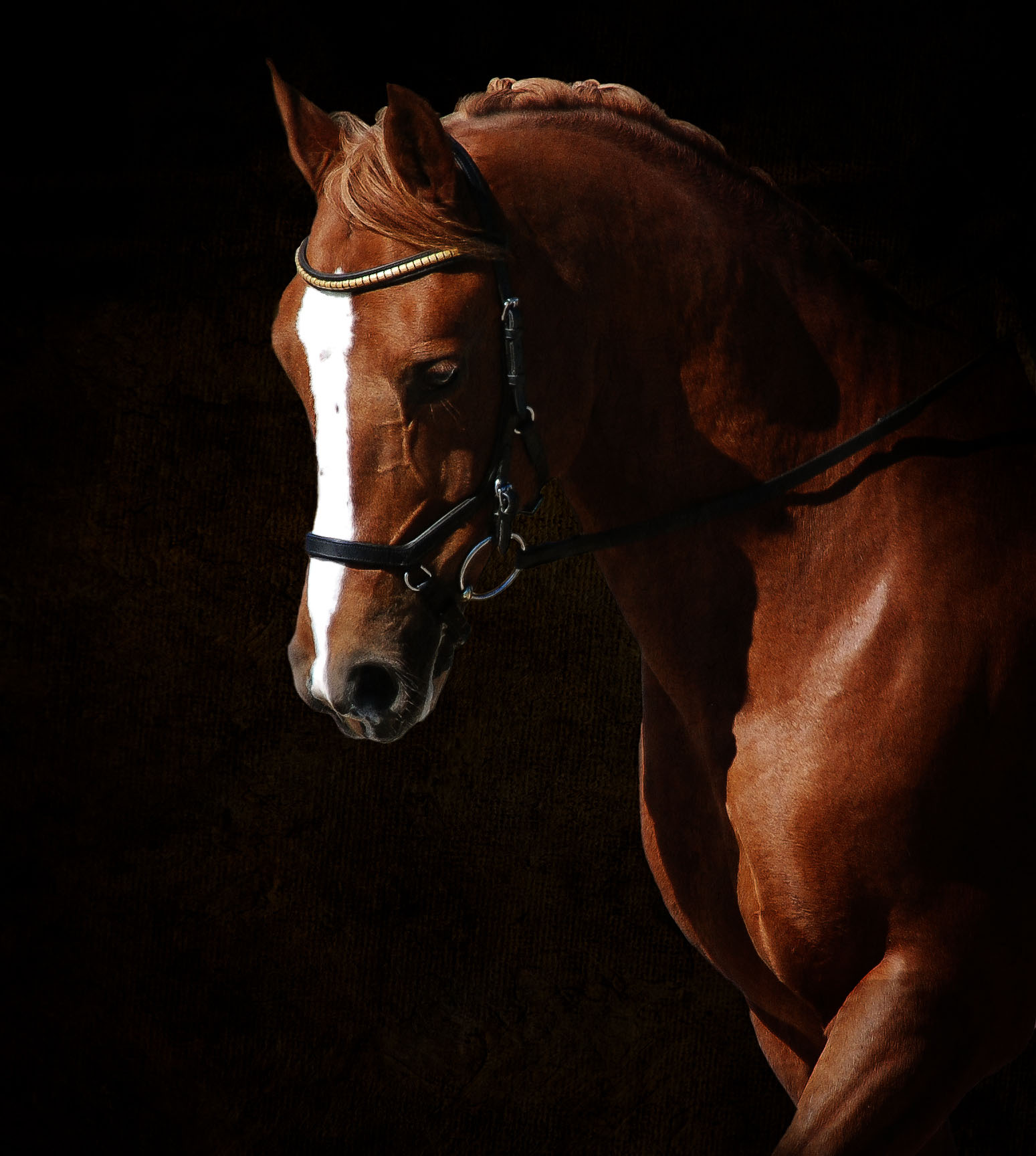 Wild at Heart Equine Image Visualist