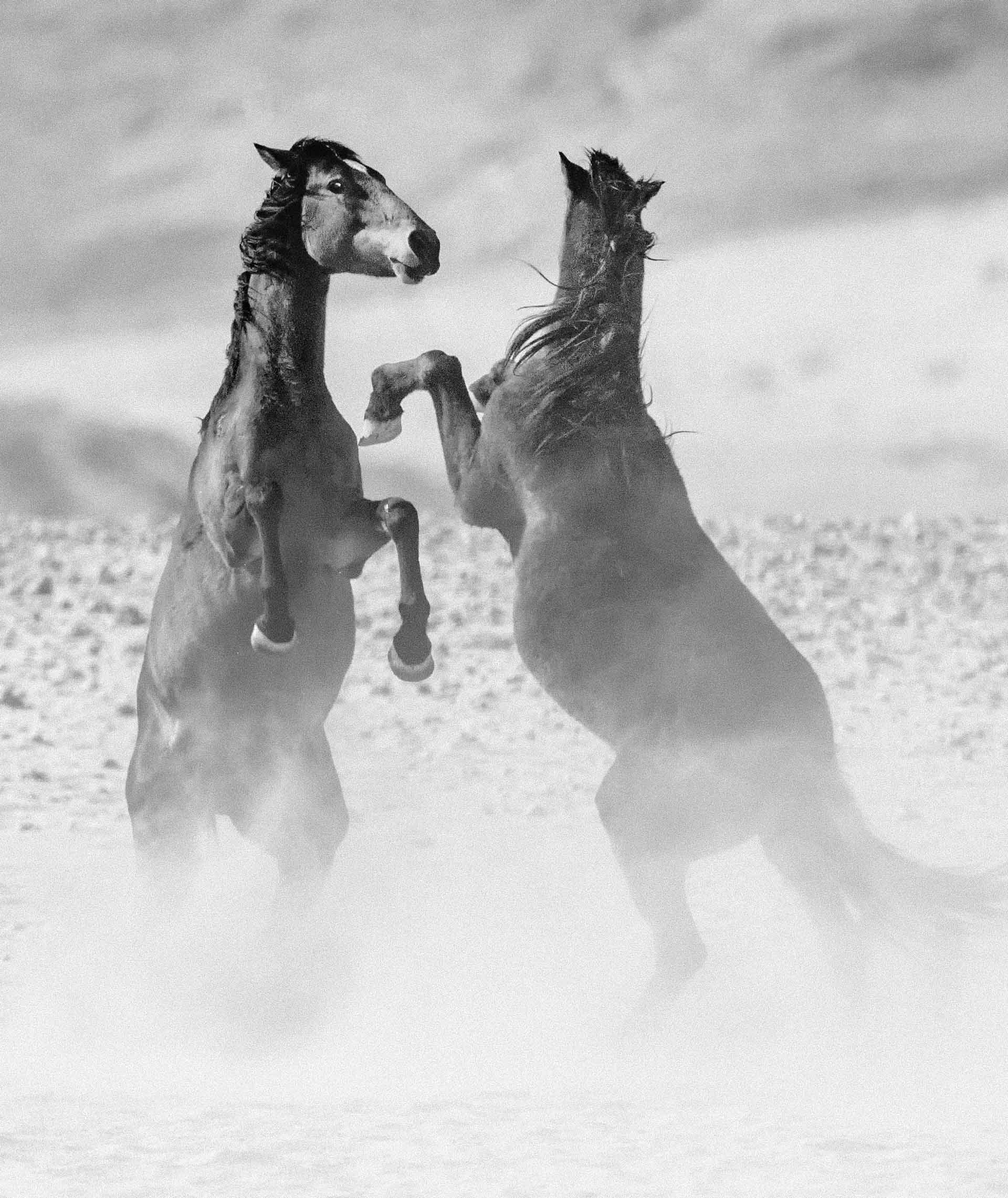 Wild at Heart horse photography