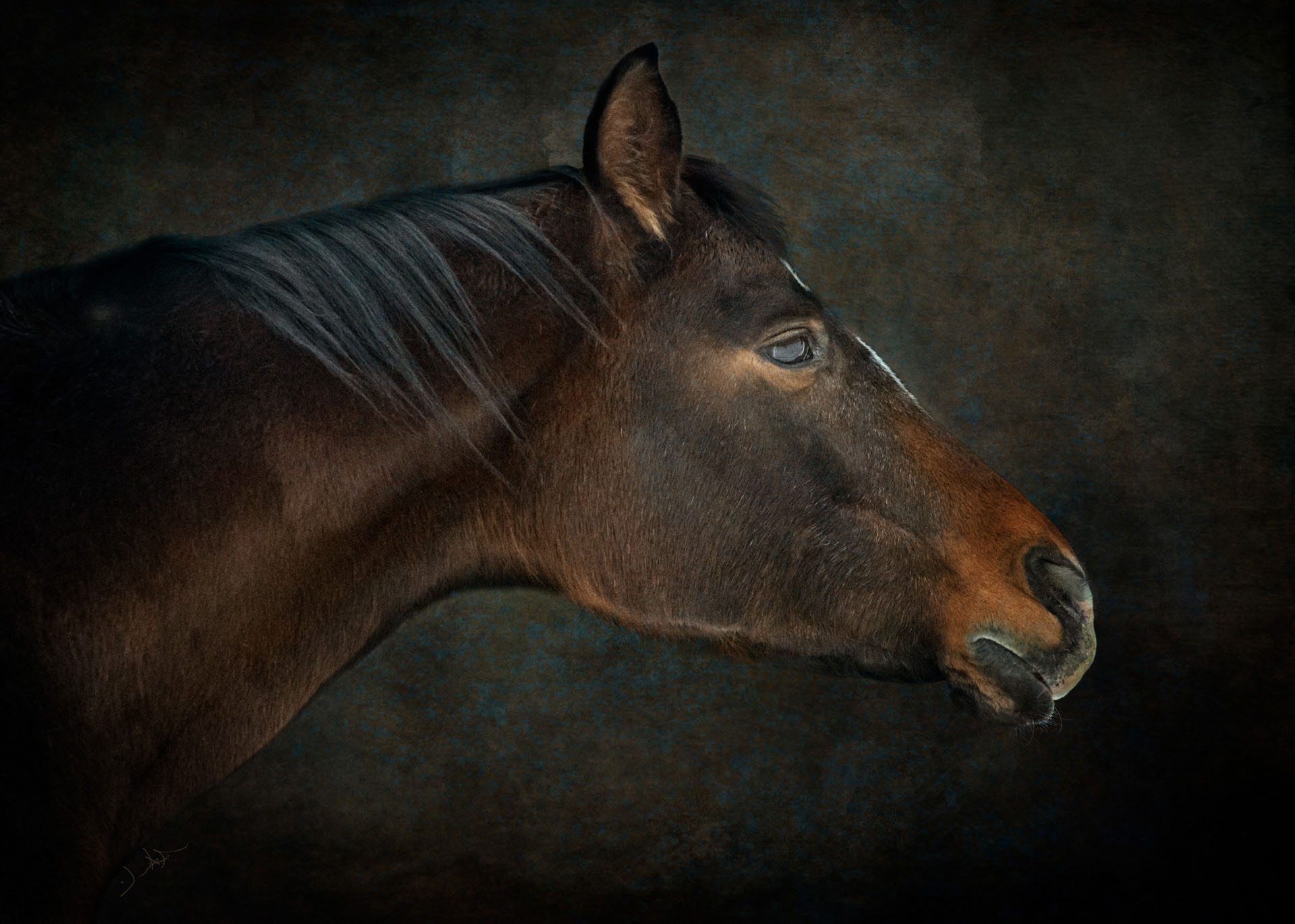 Wild at Heart horse photography
