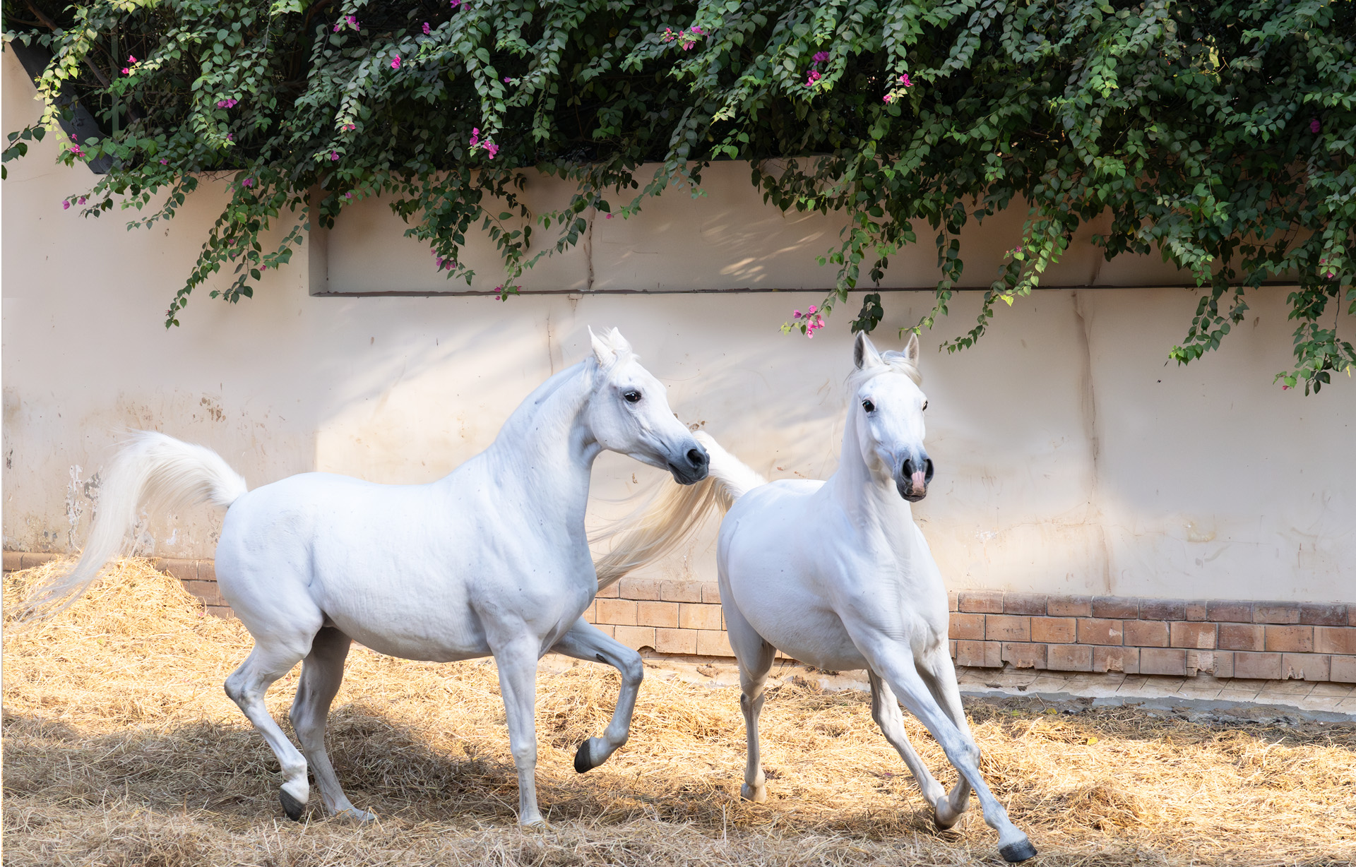 fine art equine photography by Wild at Heart