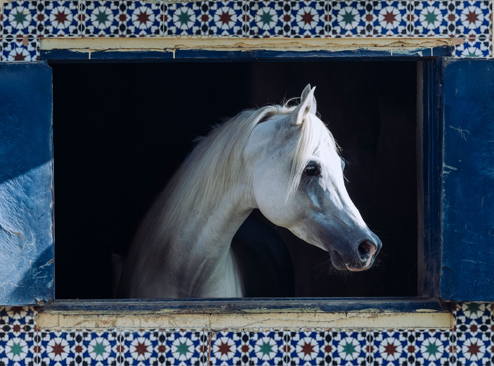 fine art equine photography by Wild at Heart