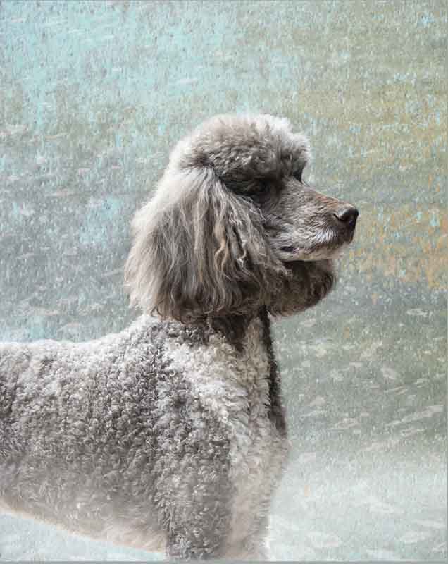 Wild at Heart Fine Art Equine Photography