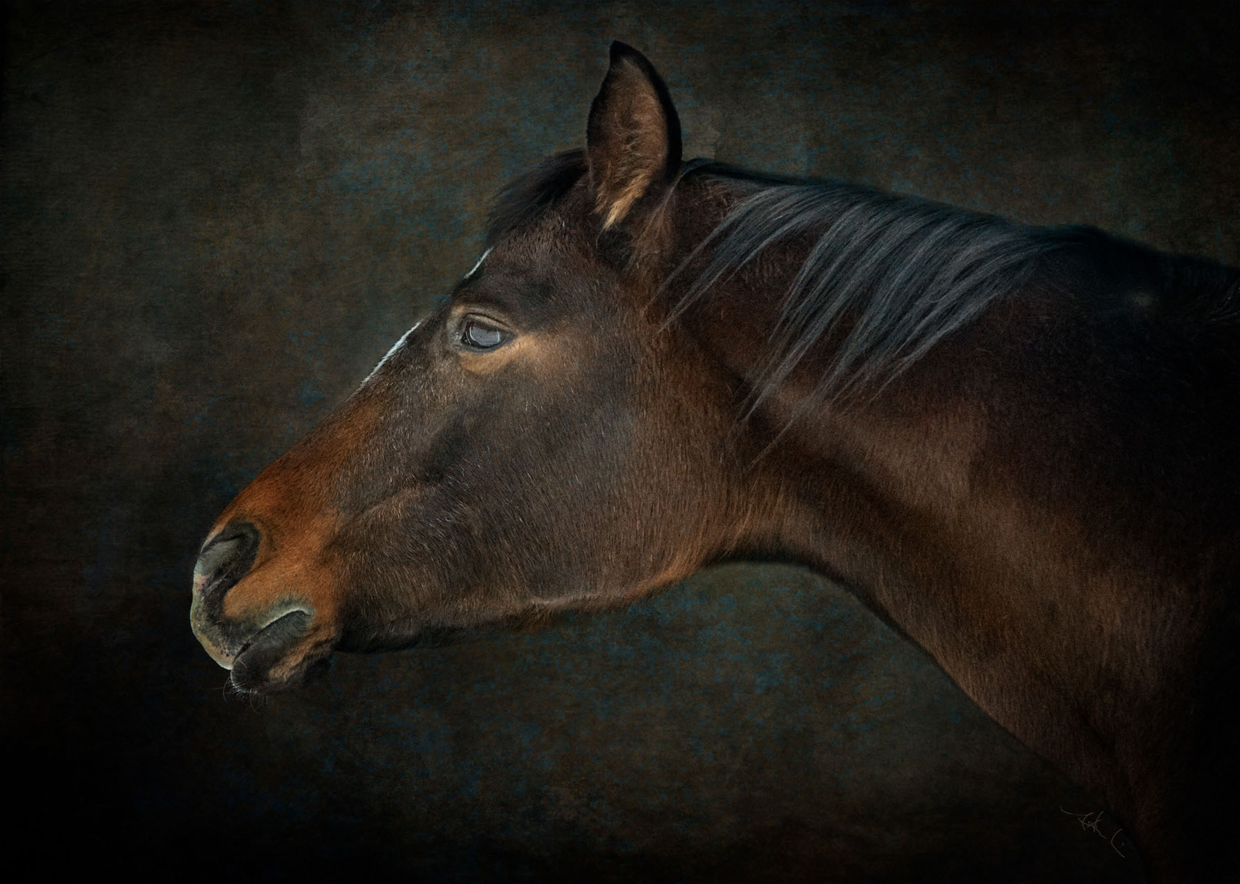 Wild at Heart horse photography