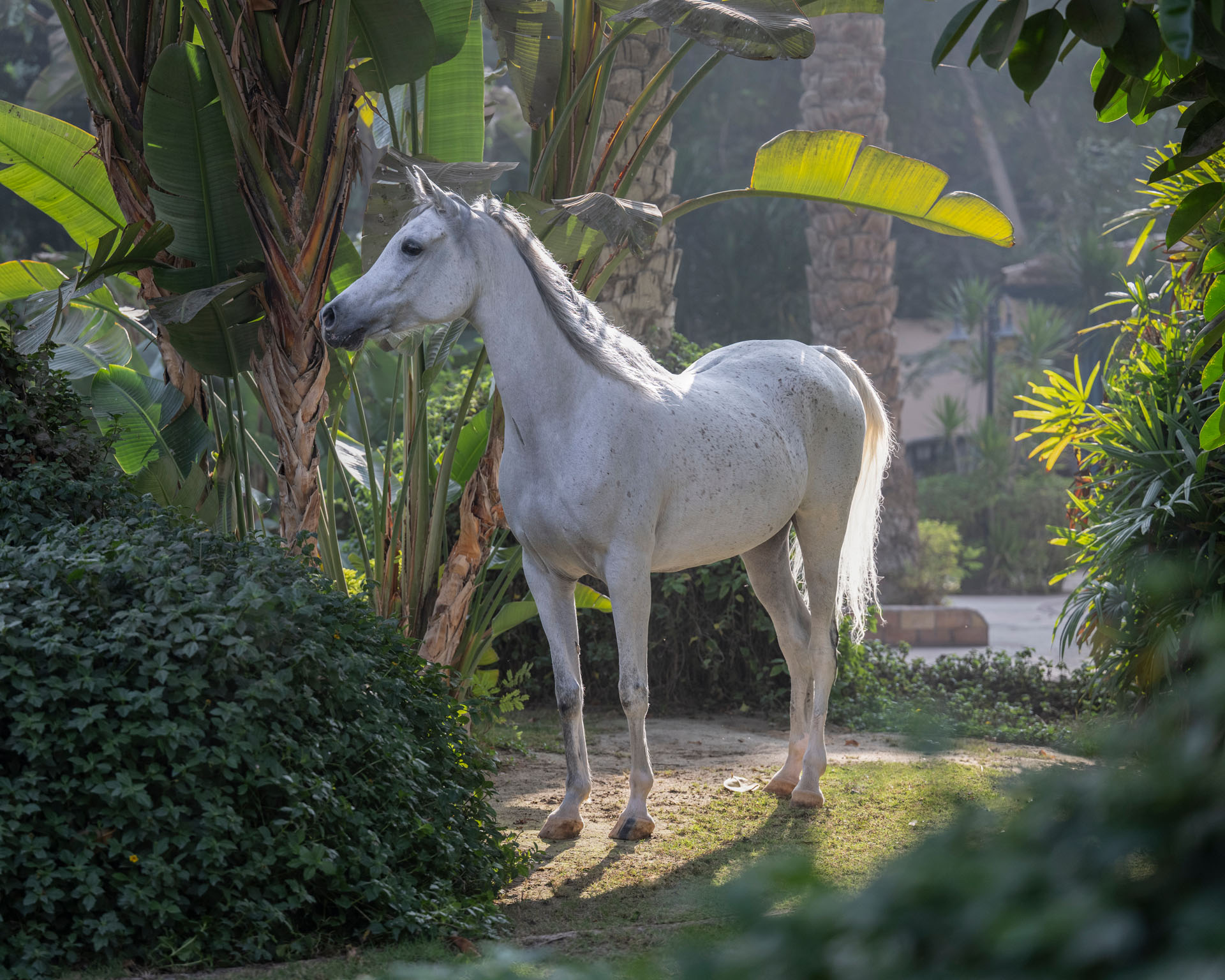 Wild at Heart horse photography