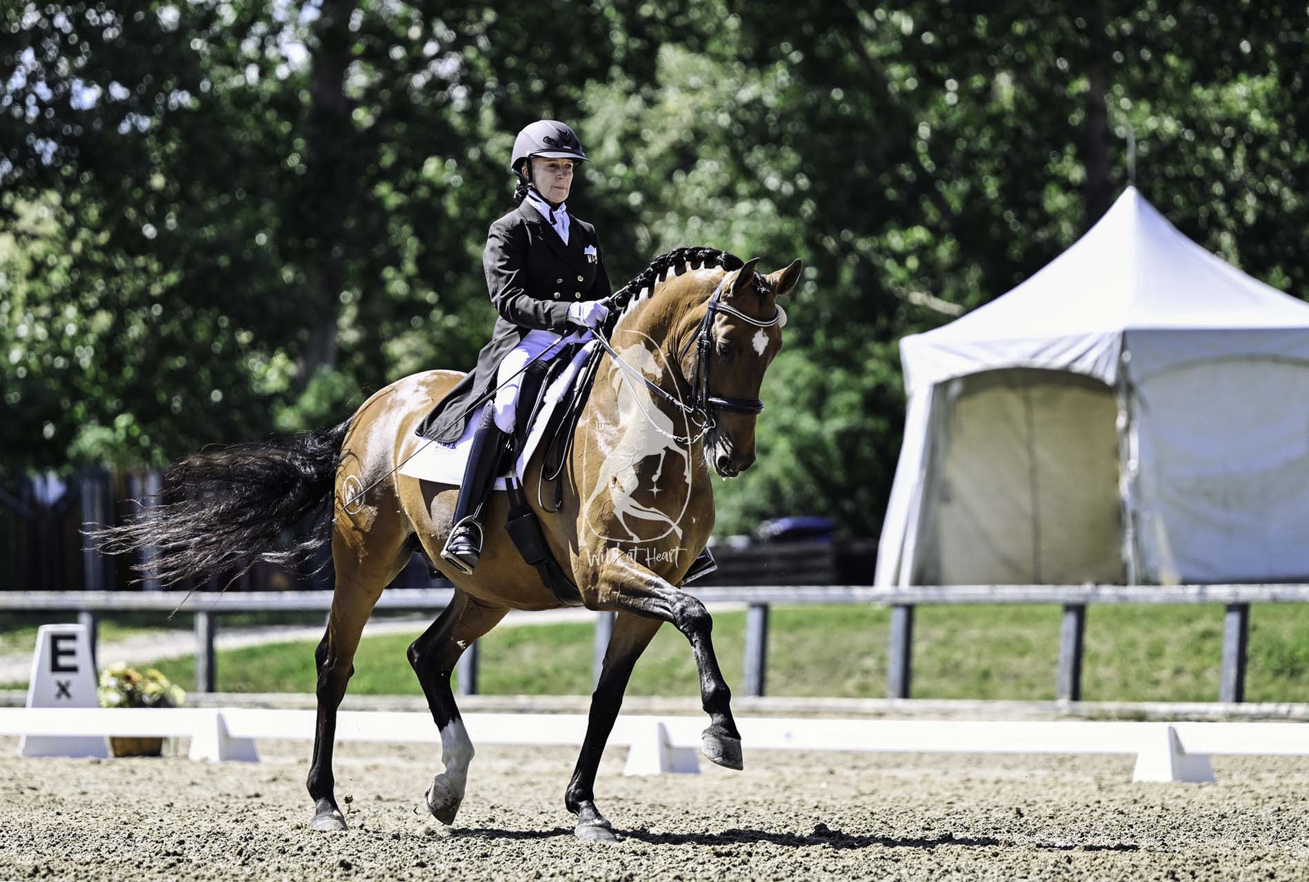 Wild at Heart horse photography