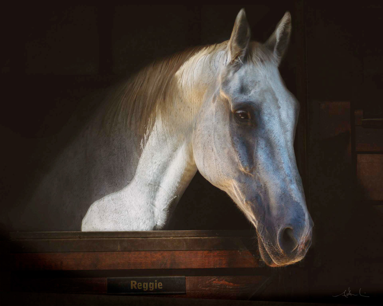 Wild at Heart horse photography