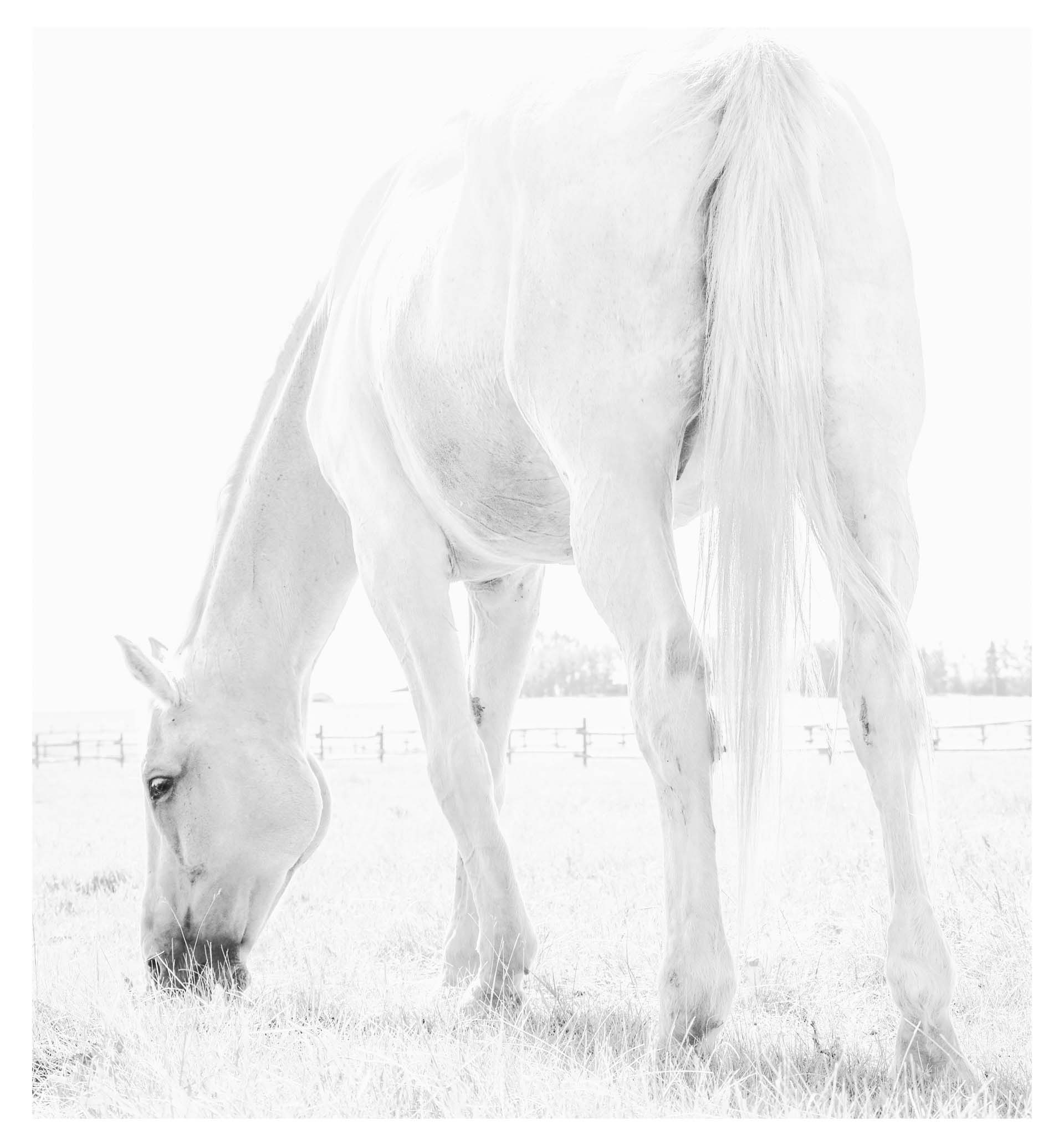 Wild at Heart horse photography