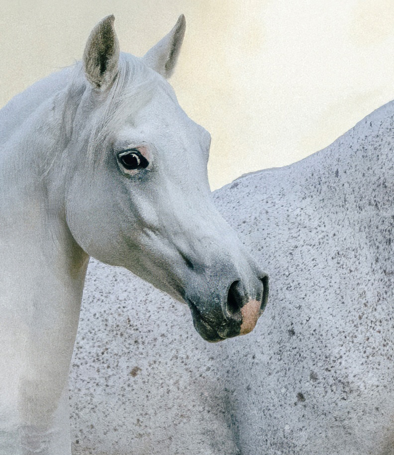 equestrian event photography