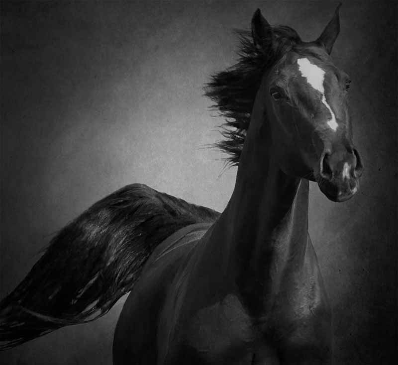 Wild at Heart Fine Art Equine Photography